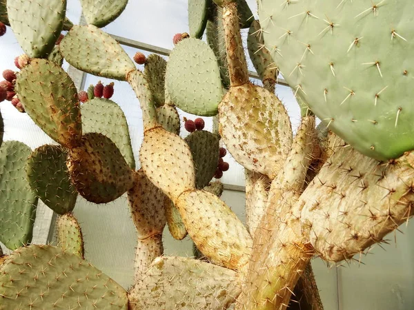 Runda Blad Kaktusar Bakgrund Närbild — Stockfoto