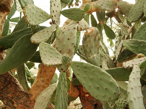Hoja Redonda Cacti Fondo Primer Plano — Foto de Stock