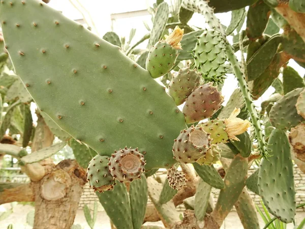 Hoja Redonda Cacti Fondo Primer Plano — Foto de Stock