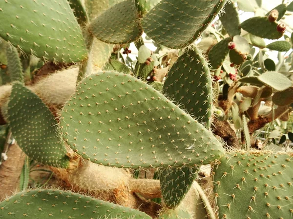 Hoja Redonda Cacti Fondo Primer Plano — Foto de Stock