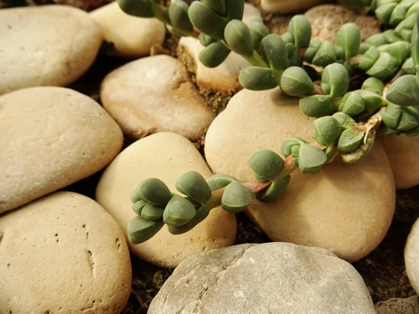 Stone Cactus Pozadí Zblízka — Stock fotografie