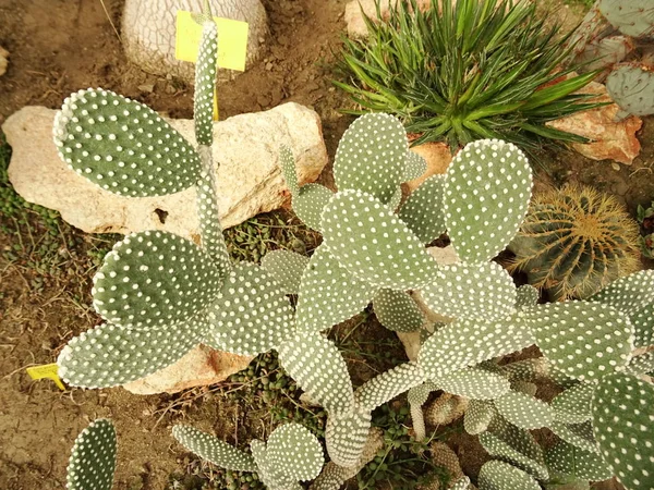 Fondo Cactus Piedra Cerca — Foto de Stock