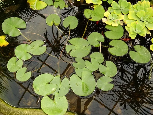 Agua Lirio Fondo Primer Plano —  Fotos de Stock