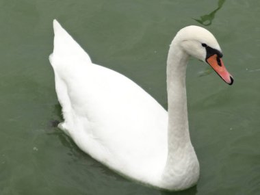 Beyaz Kuğu gölde bir