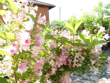 Pembe ağaç çiçeği arka plan yakın