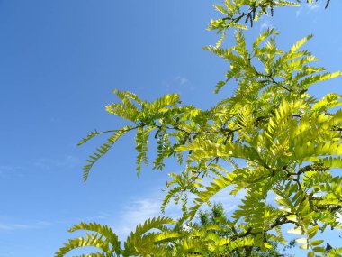 Yeşil ağaç dalları agains mavi gökyüzü arka plan