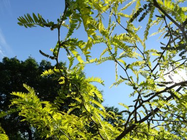 Yeşil ağaç dalları agains mavi gökyüzü arka plan