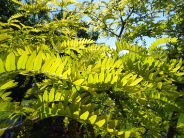 Yeşil ağaç dalları agains mavi gökyüzü arka plan