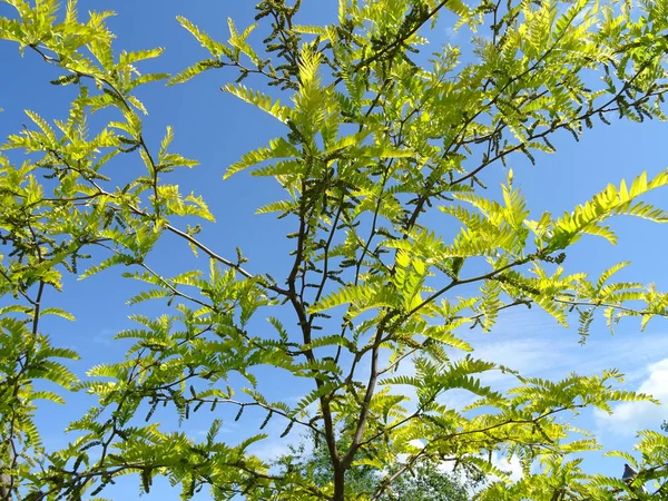 绿树分枝在蓝天的背景 — 图库照片