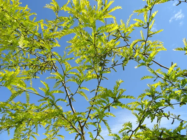 Ramas Árboles Verdes Contra Fondo Del Cielo Azul — Foto de Stock