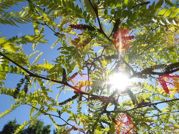 Grüne Äste Vor Dem Hintergrund Des Blauen Himmels — Stockfoto