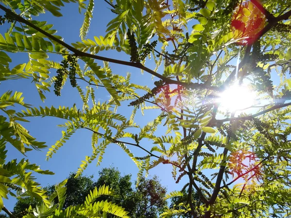 Grüne Äste Vor Dem Hintergrund Des Blauen Himmels — Stockfoto