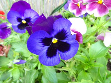 Viola çiçek arka plan yakın