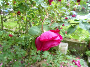 Bir bahçe içinde koyu pembe Gül