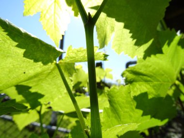 Yeşil üzüm yaprakları arka plan