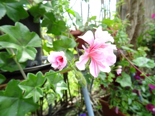 Рожева Квітка Саду — стокове фото