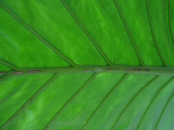 Fechar Vista Uma Folha Verde — Fotografia de Stock