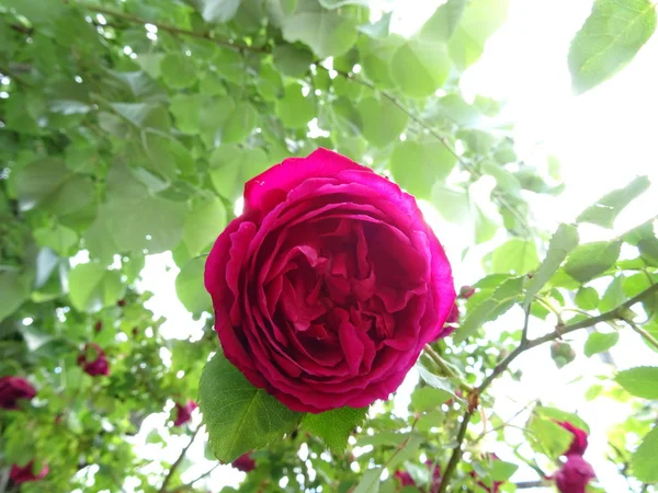 Rose Rose Foncé Dans Jardin — Photo