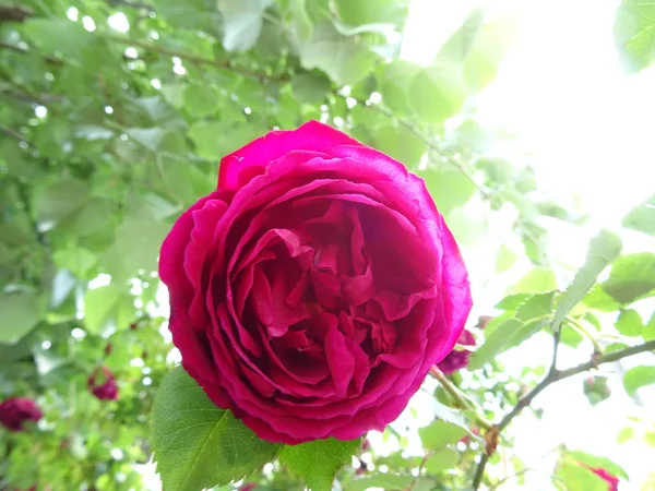 Rose Rose Foncé Dans Jardin — Photo