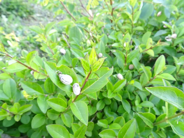 Niewielkie Ślimaki Zielonych Liści — Zdjęcie stockowe
