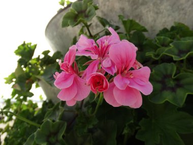 Çelik saksıyı pembe çiçekli