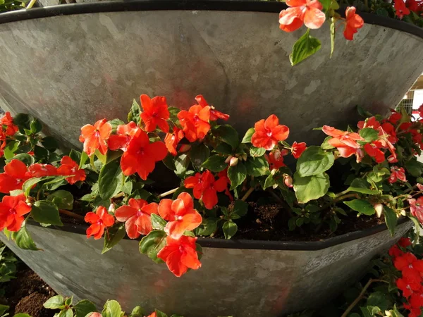 Vaso Fiori Acciaio Con Fiori Rossi — Foto Stock