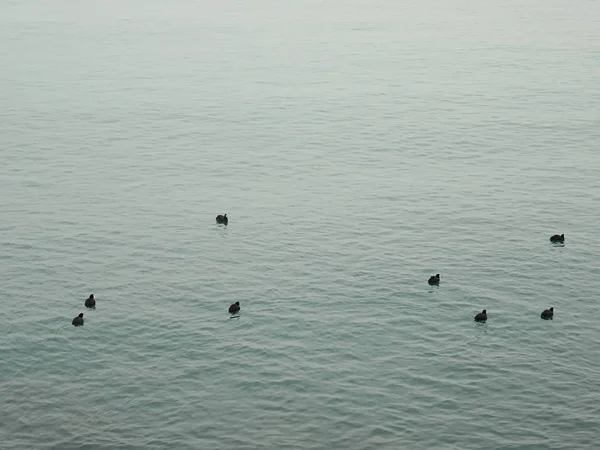 นกด าในน าทะเล — ภาพถ่ายสต็อก
