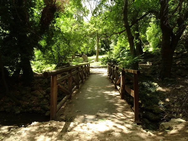 在森林里的小木桥 — 图库照片