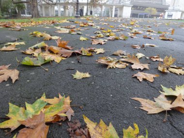 Asfalt üzerinde renkli sonbahar yaprakları