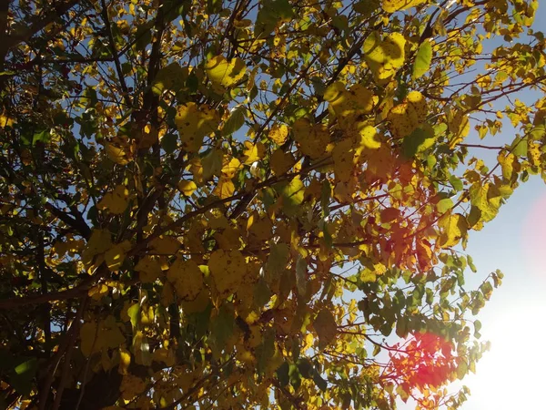 Folhas Outono Amarelas Uma Árvore — Fotografia de Stock