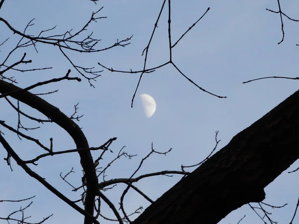 Moon on a Day Light behind Tree Branches