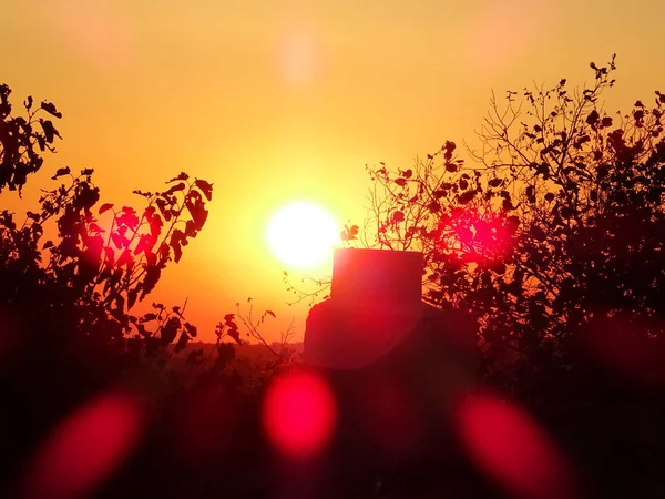 Bright Sunrise Trees — Stock Photo, Image