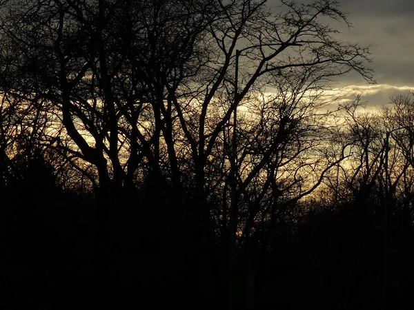 裸木の枝の後ろに明るいイエロー スカイ — ストック写真