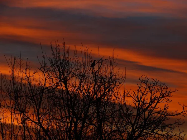 Яскраве Небо Позаду Птах Оголені Гілки — стокове фото