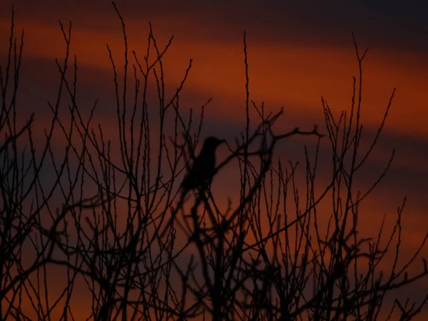 Céu Brilhante Atrás Pássaro Ramos Árvore Nua — Fotografia de Stock