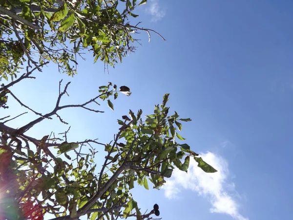 Árvore Ramos Grossos Com Folhas Verdes Contra Fundo — Fotografia de Stock