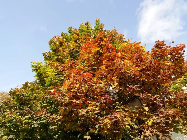 Зеленые Красные Осенние Листья Дереве — стоковое фото