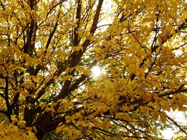 Folhas Outono Amarelas Uma Árvore — Fotografia de Stock