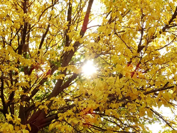 Yellow Autumn Leaves Tree — Stock Photo, Image