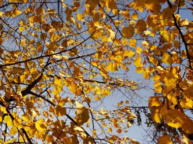 Ağaçtaki sarı sonbahar yaprakları