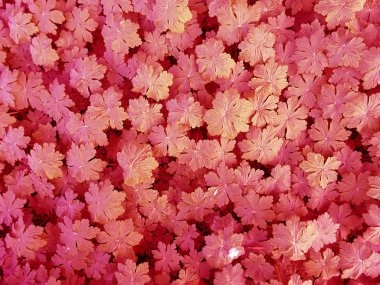 Yaprakları doku grubu