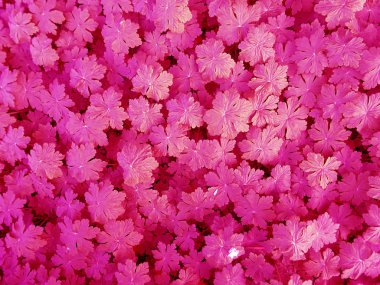 Yaprakları doku grubu