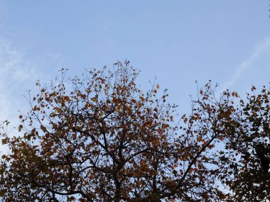 Ağaçlar mavi gökyüzü arka plan üzerinde sonbahar yaprakları ile