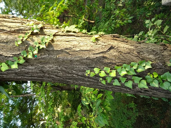 Zelené Srdce Tvar Ponechává Lezení Strom Stonku — Stock fotografie