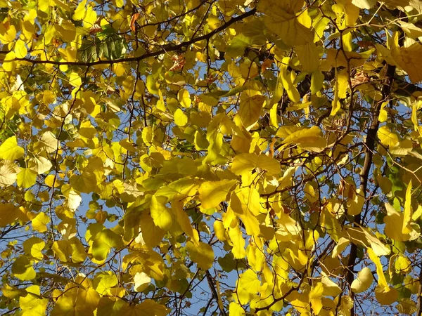 Feuilles Automne Jaunes Sur Arbre — Photo