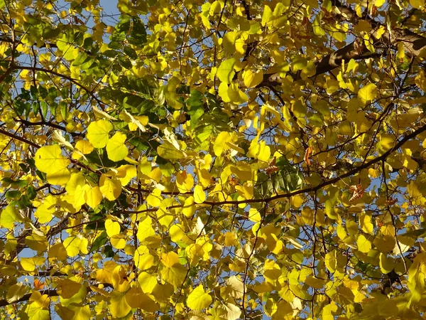 Foglie Autunno Gialle Albero — Foto Stock