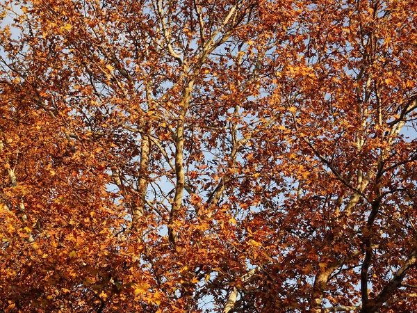 Herbstliche Äste Dick Mit Braunen Blättern — Stockfoto