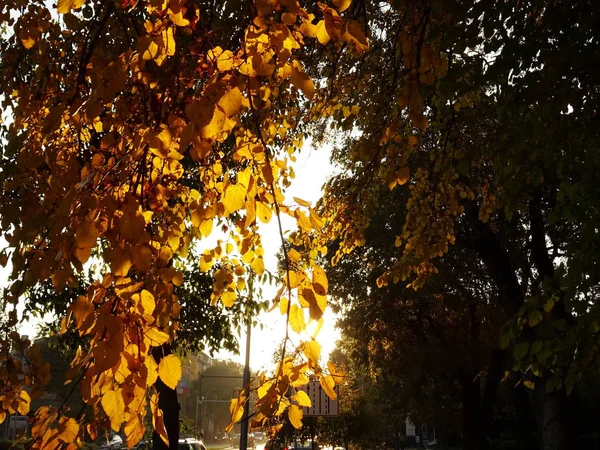 Herbstblätter Auf Einem Baumbild Von Oben — Stockfoto