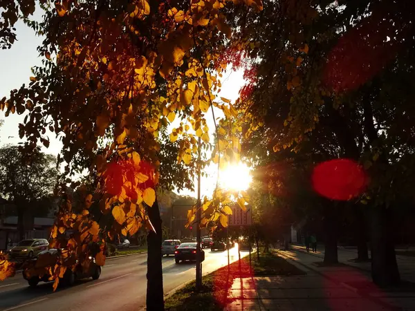 Sonnenlicht Hinter Herbstblättern Auf Einem Baum Von Oben — Stockfoto