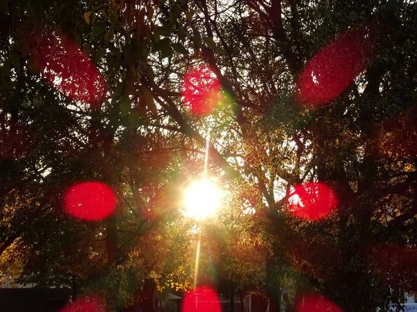 Sonnenlicht Hinter Herbstblättern Auf Einem Baum Von Oben — Stockfoto